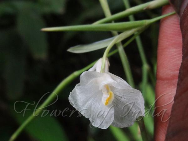 White Indianthus